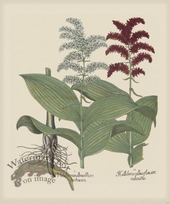 Besler 246 Colored  B2